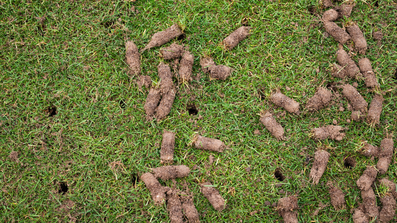 A close-up of an aerated lawn, with plugs of soil