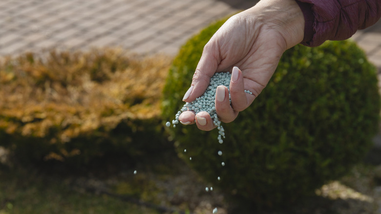 A woman spreading fertilizer over a lawn