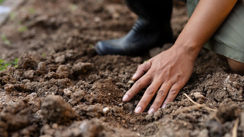 A gardener inspecting soil quality