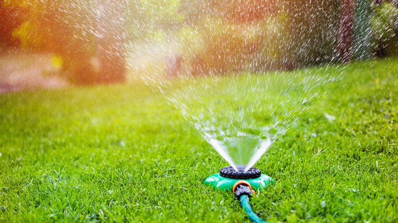 A sprinkler watering a lawn
