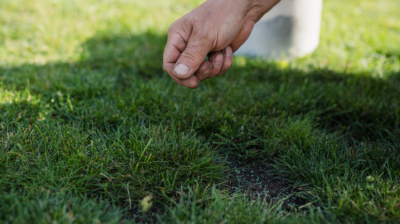 Hand sprinkling grass seed on a bare patch of lawn