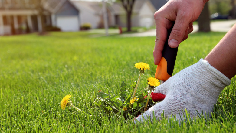 A gardener pulling a dandelion weed from a lawn