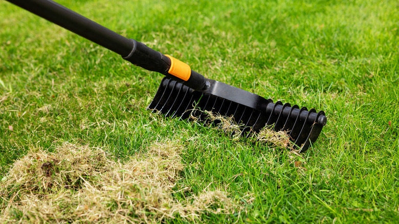 A rake removing thatch from a lawn