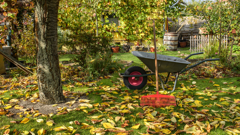 A wheelbarrow and rake in a garden strewn with autumn leaves
