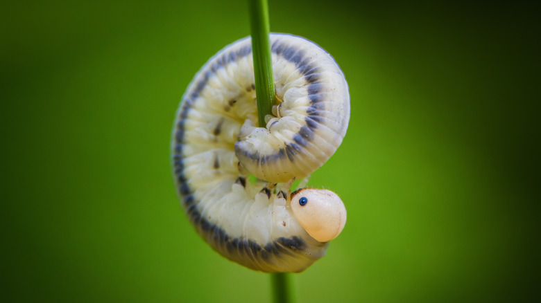 An armyworm curled around a grass stem