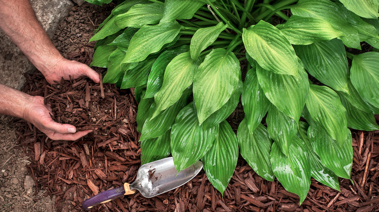 Close-up of a gardener putting bark mulch around a hosta plant