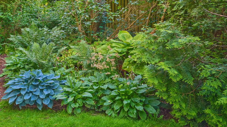 A vibrant garden bed with various plants, including hostas and ferns