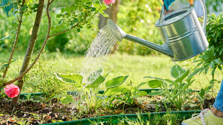 A gardener watering hosta plants