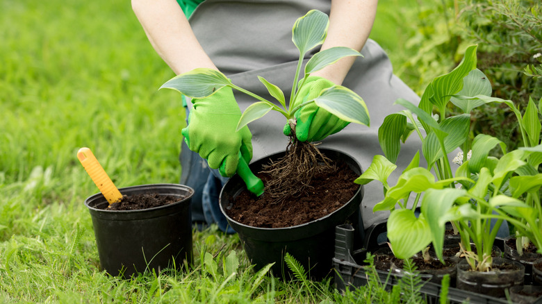 A gardener kneeling on a lawn preparing to plant a hosta seedling