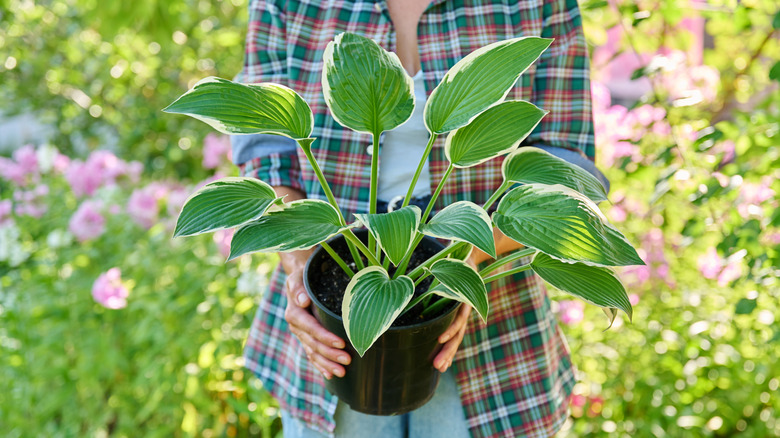 A gardener holding a potted hosta plant