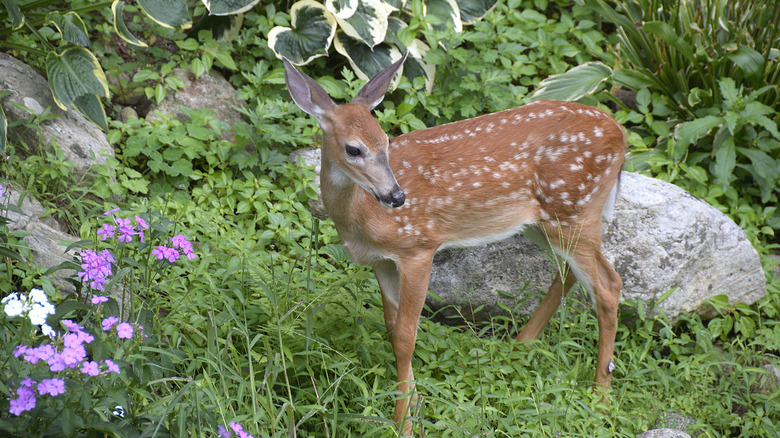 A young deer in a garden with a hosta plant in the background