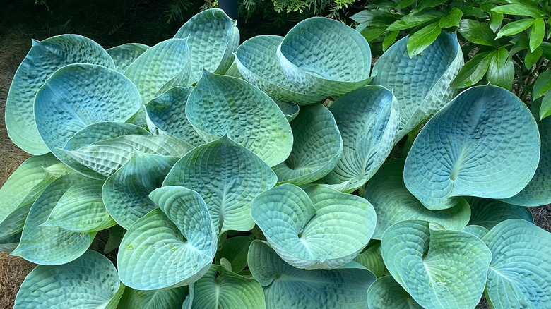 A blue-leafed 'Big Daddy' hosta plant