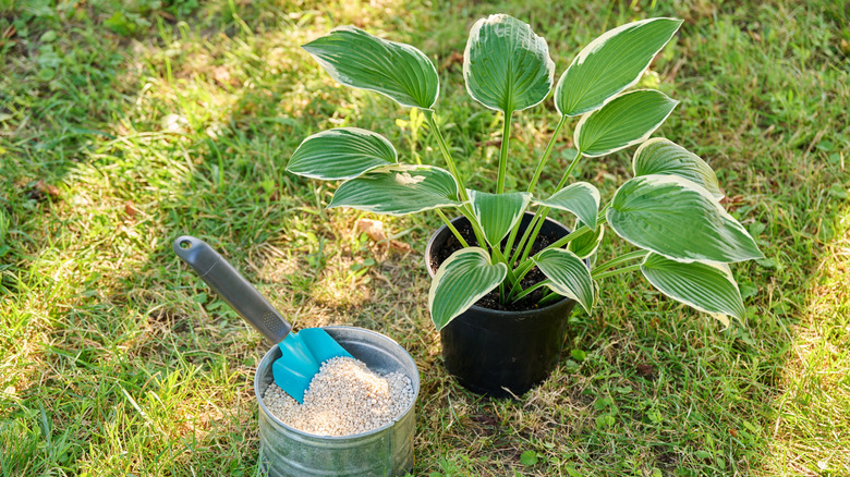 Close-up of a potted hosta plant and a small bucket of granular fertilizer