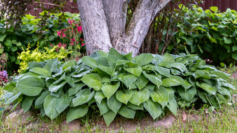 A vibrant hosta growing beneath a large tree