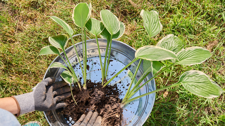 Close-up of a gardener handling a hosta plant