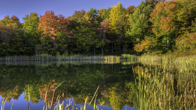 Changing leaves across beautiful pond in Andes, New York