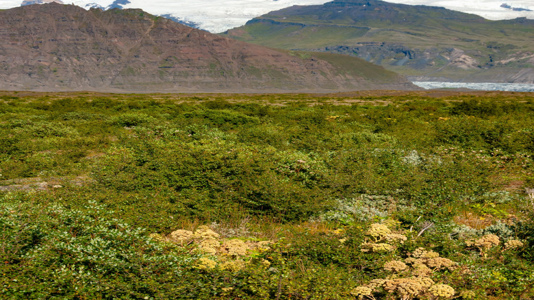volcanic peak in Vatnajökull National Park