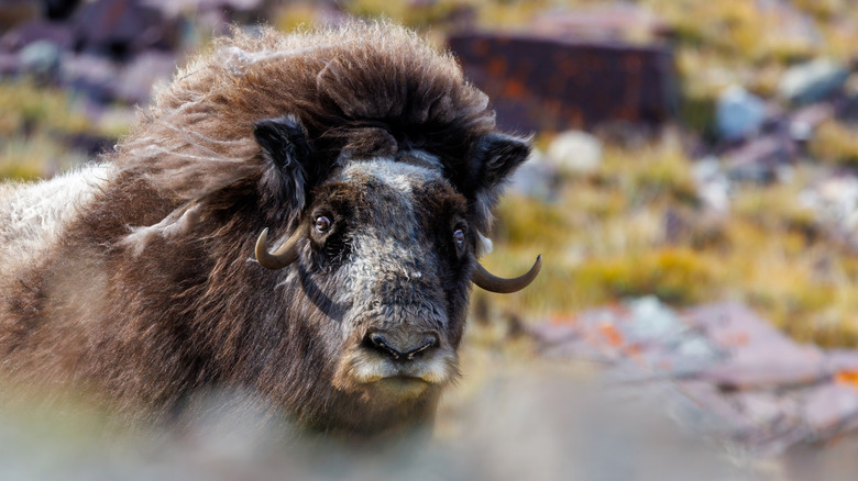 Musk ox in Northeast Greenland National Park