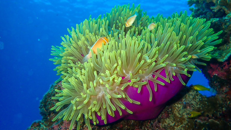 Sea anemone and fish in waters around The Marshall Islands