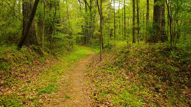 Rock Springs Trail on the Natchez Trace