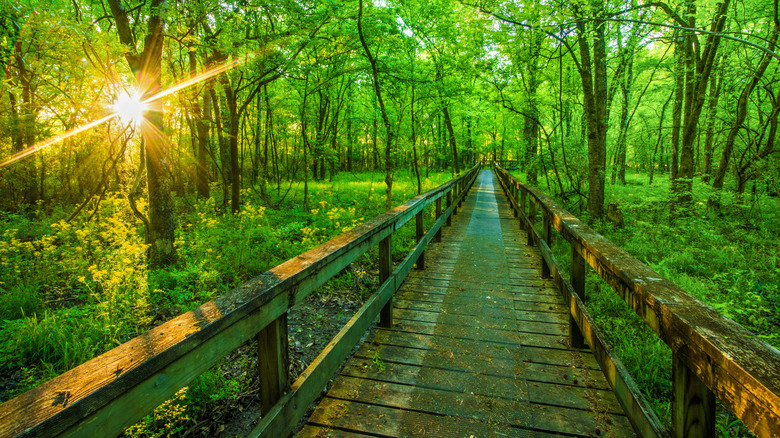 boardwalk taking visitors through marsh
