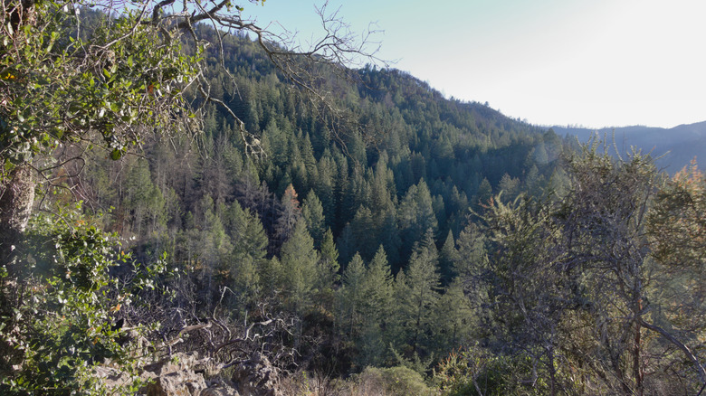 Redwood-filled valley at Bothe-Napa Valley State Park