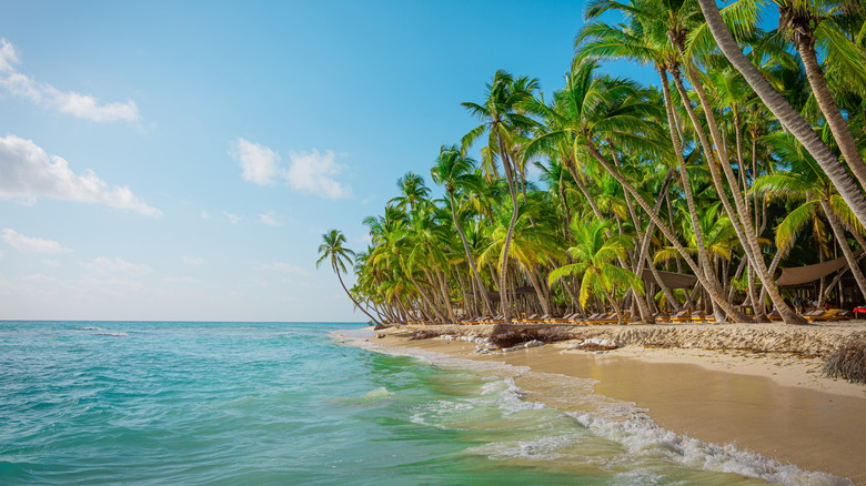 View of shore at Saona Island, Dominican Republic