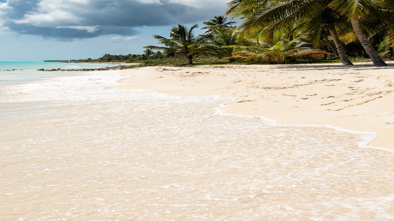 Palm trees at Cotubanamá National Park