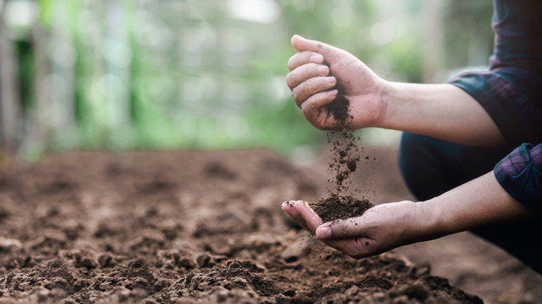 Person checking soil conditions in garden