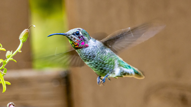 Hummingbird in flight near plants
