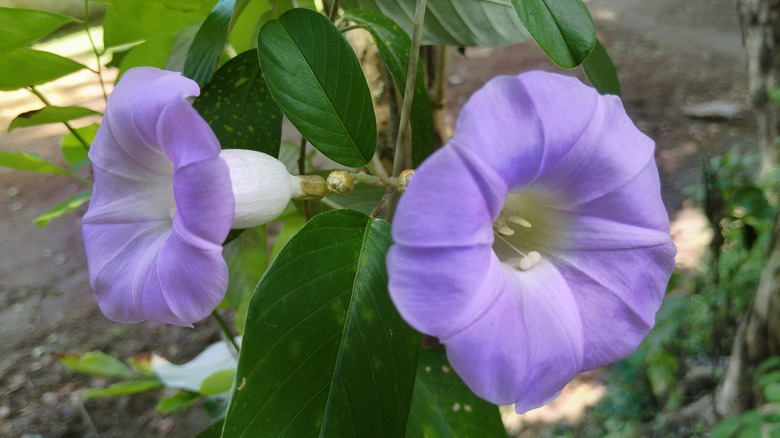 Morning glory blooms