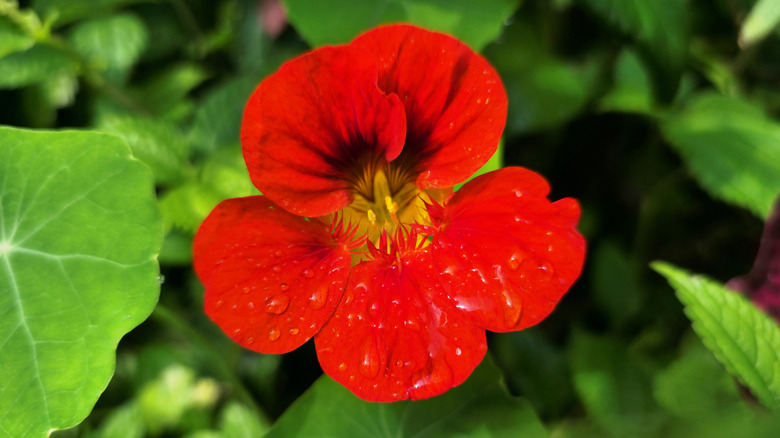 Nasturtium bloom
