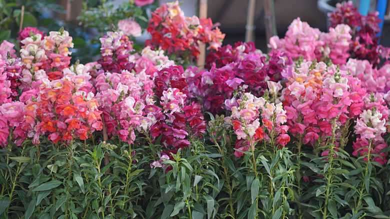 Snapdragon blooms
