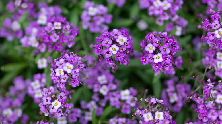 Sweet alyssum blooms