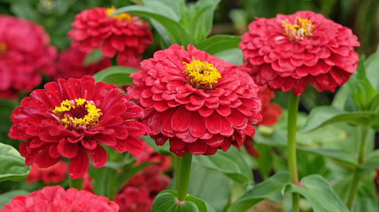 Zinnia blooms