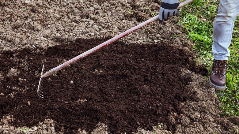Raking new materials into garden soil
