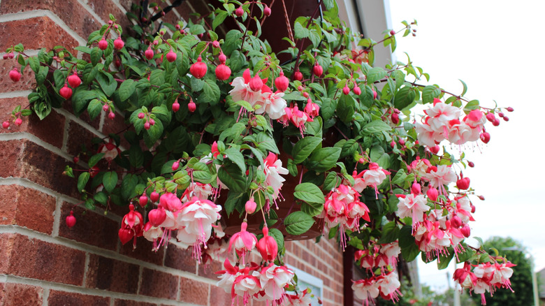Fuchsias in hanging basket