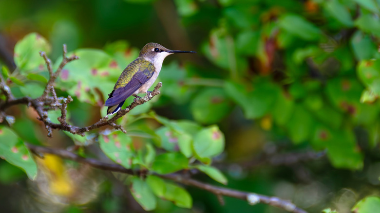 Purple and green hummingbird sitting on a tiny branch