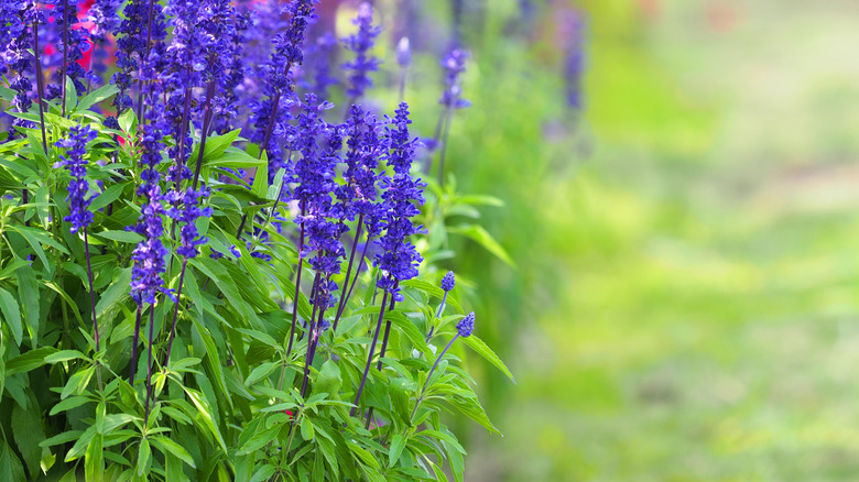 blue salvia flowers