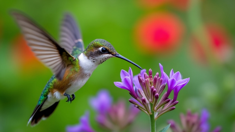 hummingbird hovering near a purple flower