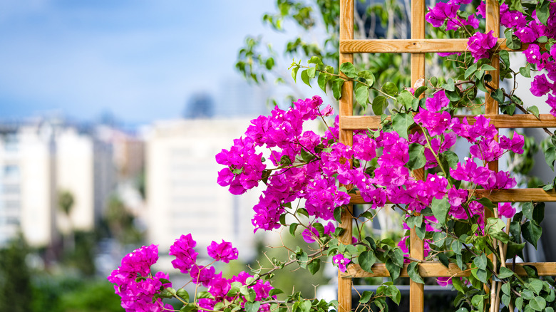 Bougainvillea growing around a trellis