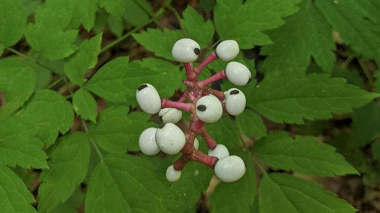 White baneberry also called Dolls Eye