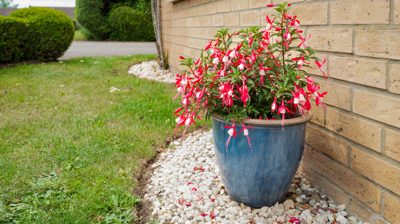 Flowers in blue ceramic plant pot