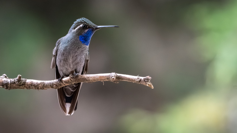 A hummingbird perched on a branch