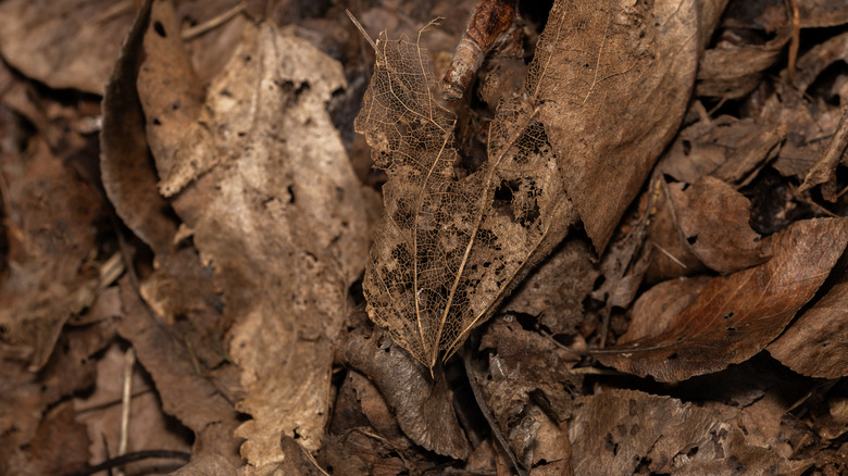 Close-up of decaying leaves