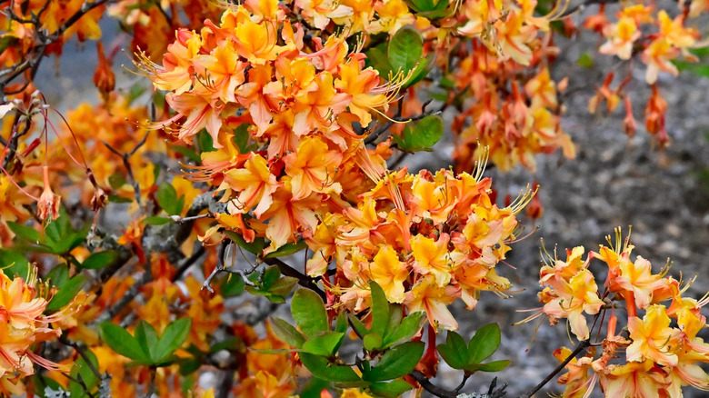 Sunbow® Solar Glow™ flame azalea