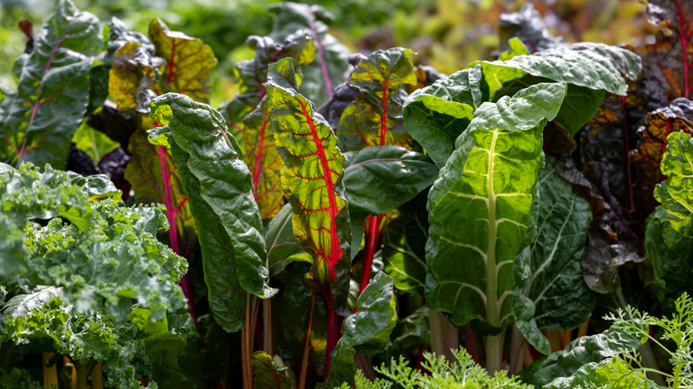 Swiss chard plants