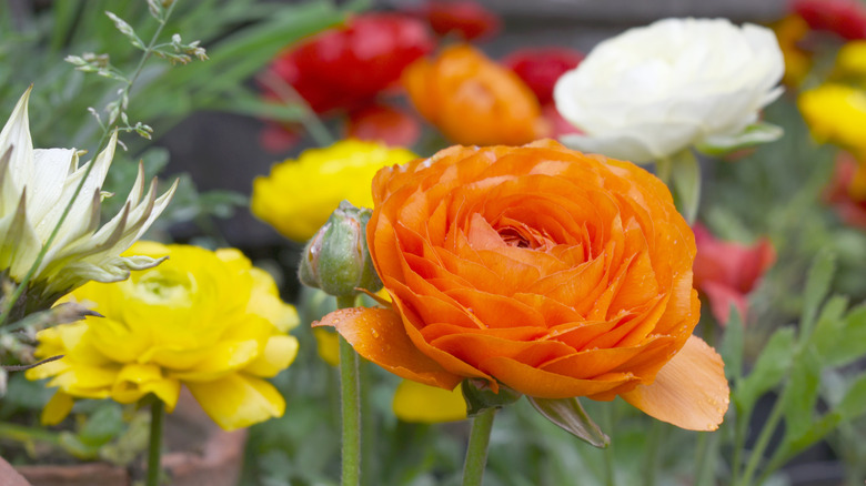 orange, yellow, white, and red ranunculus flowers