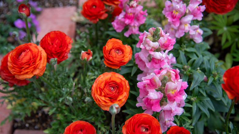 red and pink flowers in a garden