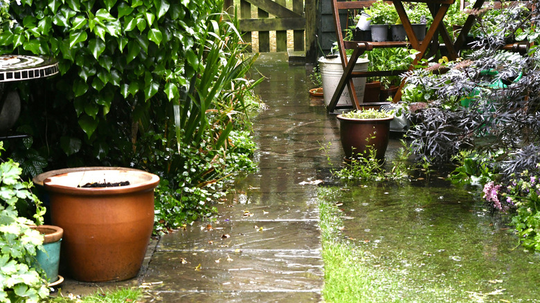 A small home garden with flooding from rain